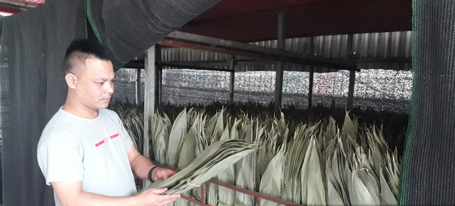 Bất ngờ 3 loại l&aacute; xưa vứt đi nay gi&uacute;p người d&acirc;n 'hốt bạc' - Ảnh 11.