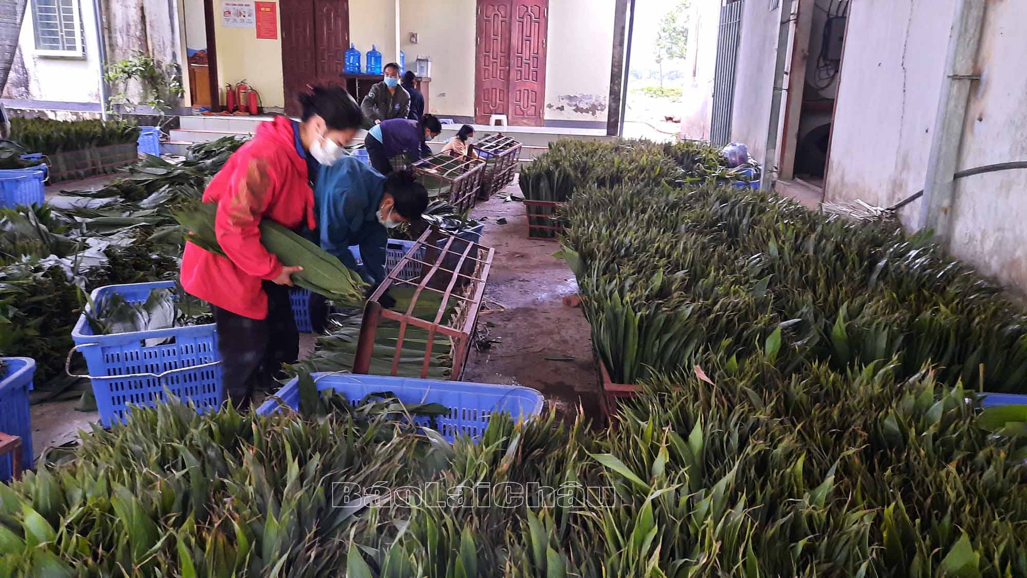 Bất ngờ 3 loại l&aacute; xưa vứt đi nay gi&uacute;p người d&acirc;n 'hốt bạc' - Ảnh 9.