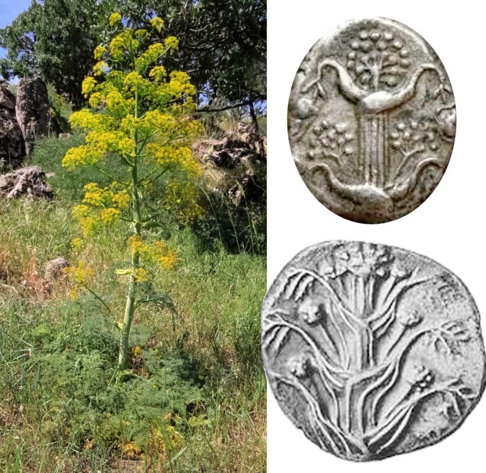 silphion-roman-plant-discovery-5-1666323254689-16663232547851115530331-1666653839056-1666653839161660296020.jpg