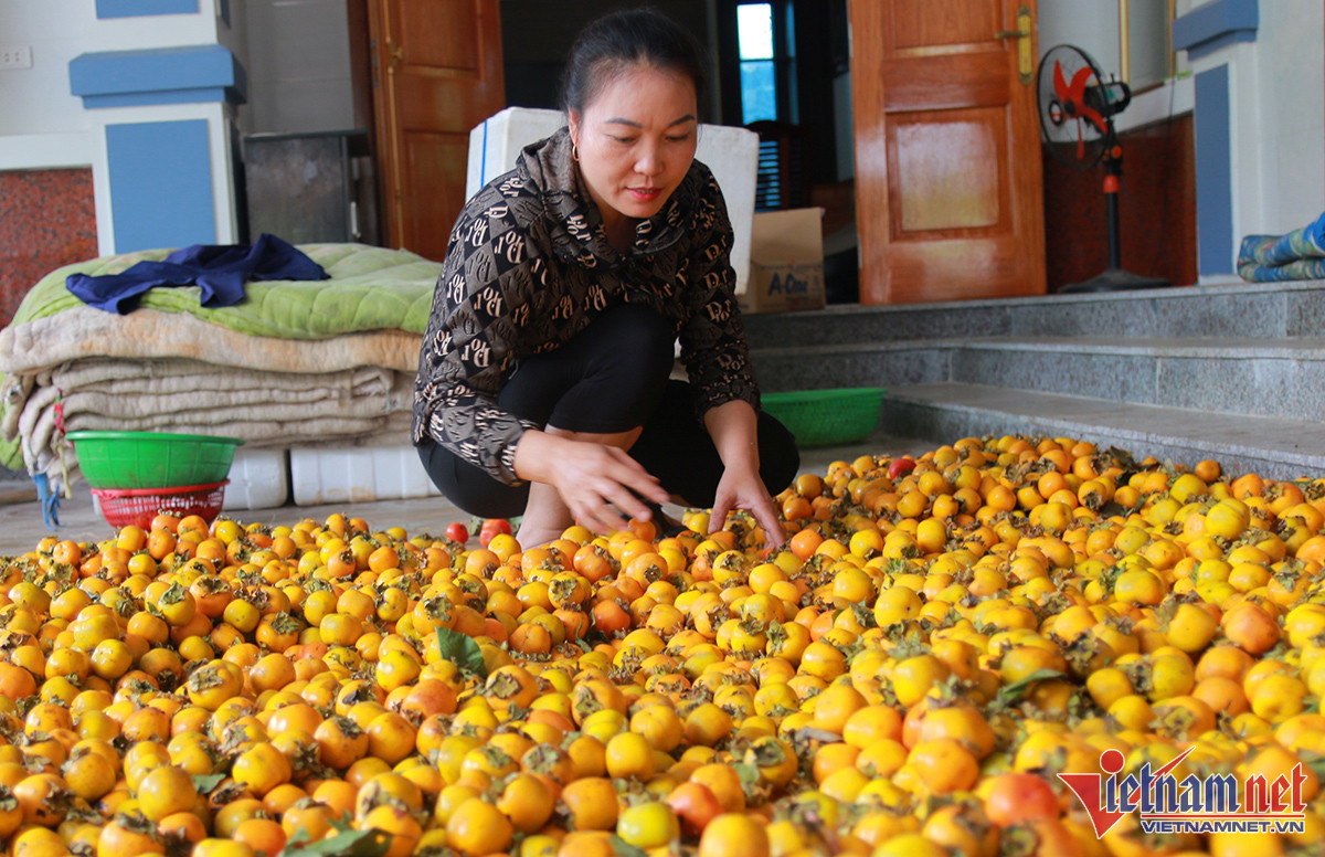 Vườn hồng cổ thụ trăm tuổi trĩu quả, cho thu nhập cao - Ảnh 7.