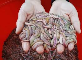 Rươi kho - món dễ làm nhưng ăn cực thích và cách kho ngon nhất của người miền Bắc - Ảnh 1.