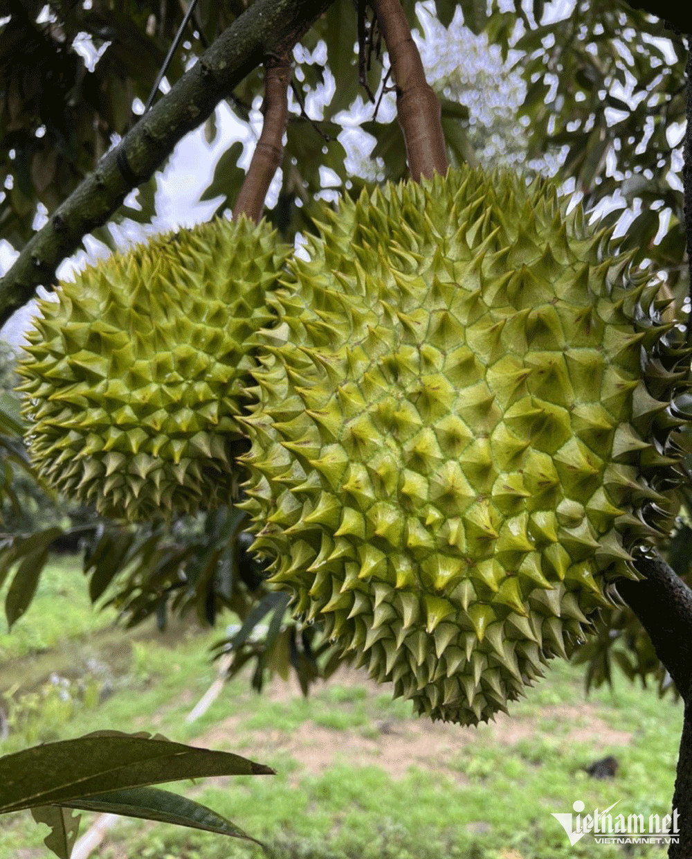 Trở lại vị thế ‘vua trái cây’, cơm sầu riêng giá gần 500 nghìn/kg - Ảnh 2.