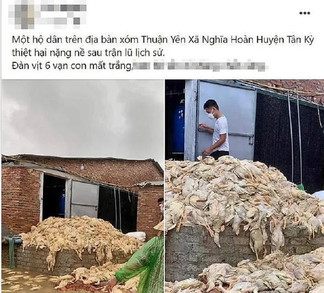 Thông tin 6 vạn con vịt bị chết do mưa lũ ở Nghệ An là không chính xác - Ảnh 1.