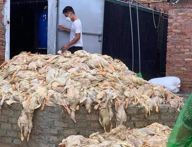 Thông tin 6 vạn con vịt bị chết do mưa lũ ở Nghệ An là không chính xác - Ảnh 2.
