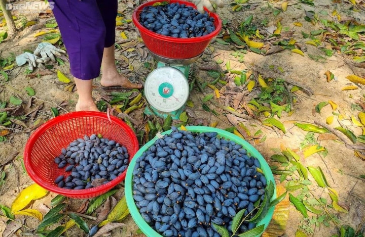 Trèo lên ngọn cây thu hoạch 'vàng đen', nông dân bỏ túi hàng trăm triệu đồng - Ảnh 11.