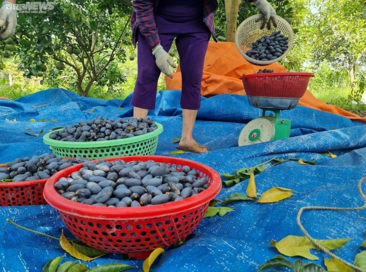 Trèo lên ngọn cây thu hoạch 'vàng đen', nông dân bỏ túi hàng trăm triệu đồng - Ảnh 5.