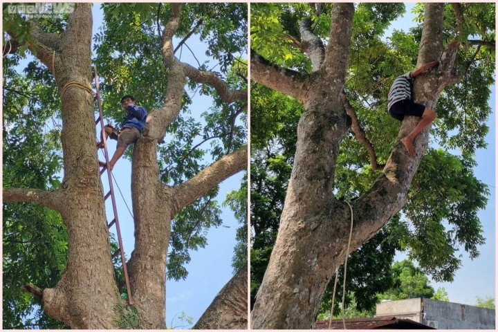 Trèo lên ngọn cây thu hoạch 'vàng đen', nông dân bỏ túi hàng trăm triệu đồng - Ảnh 8.