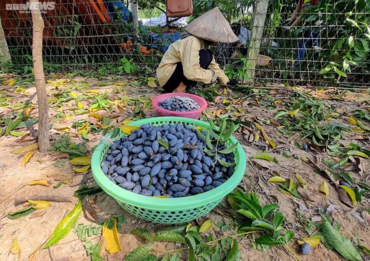 Trèo lên ngọn cây thu hoạch 'vàng đen', nông dân bỏ túi hàng trăm triệu đồng - Ảnh 7.