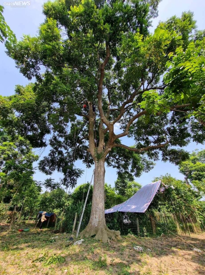 Trèo lên ngọn cây thu hoạch 'vàng đen', nông dân bỏ túi hàng trăm triệu đồng - Ảnh 3.