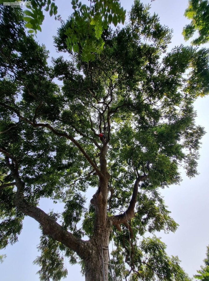 Trèo lên ngọn cây thu hoạch 'vàng đen', nông dân bỏ túi hàng trăm triệu đồng - Ảnh 9.