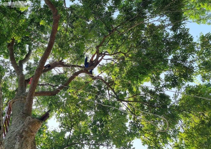 Trèo lên ngọn cây thu hoạch 'vàng đen', nông dân bỏ túi hàng trăm triệu đồng - Ảnh 2.