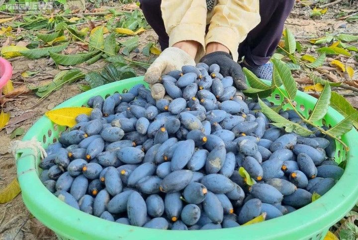 Trèo lên ngọn cây thu hoạch 'vàng đen', nông dân bỏ túi hàng trăm triệu đồng - Ảnh 6.