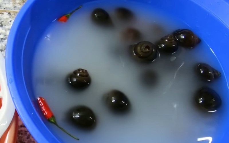 Nhiều người không được ăn ốc chuối đậu và cách nấu dễ nhất cho món ăn gây thương nhớ chuẩn vị Bắc - Ảnh 3.