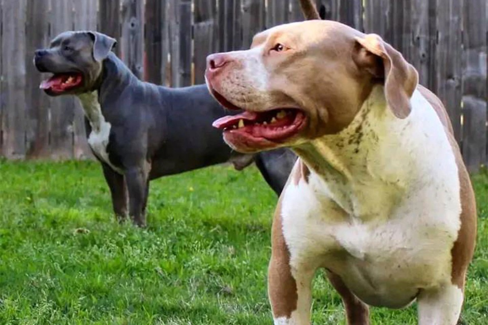 Hai đứa trẻ ở Mỹ bị chó pitbull của gia đình tấn công đến chết - Ảnh 1.