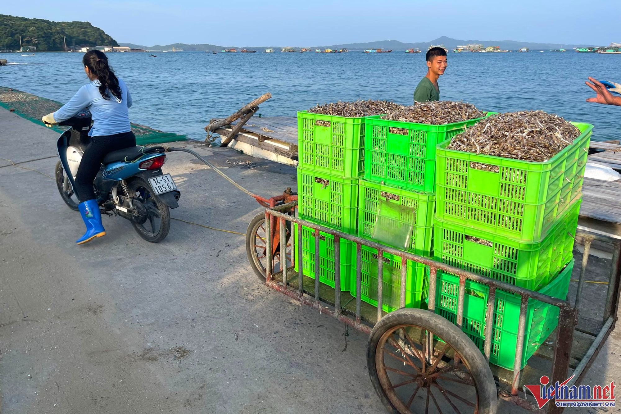 Mùa cá cơm trên đảo Thanh Lân, mỗi ngày thu hàng chục triệu đồng - Ảnh 7.