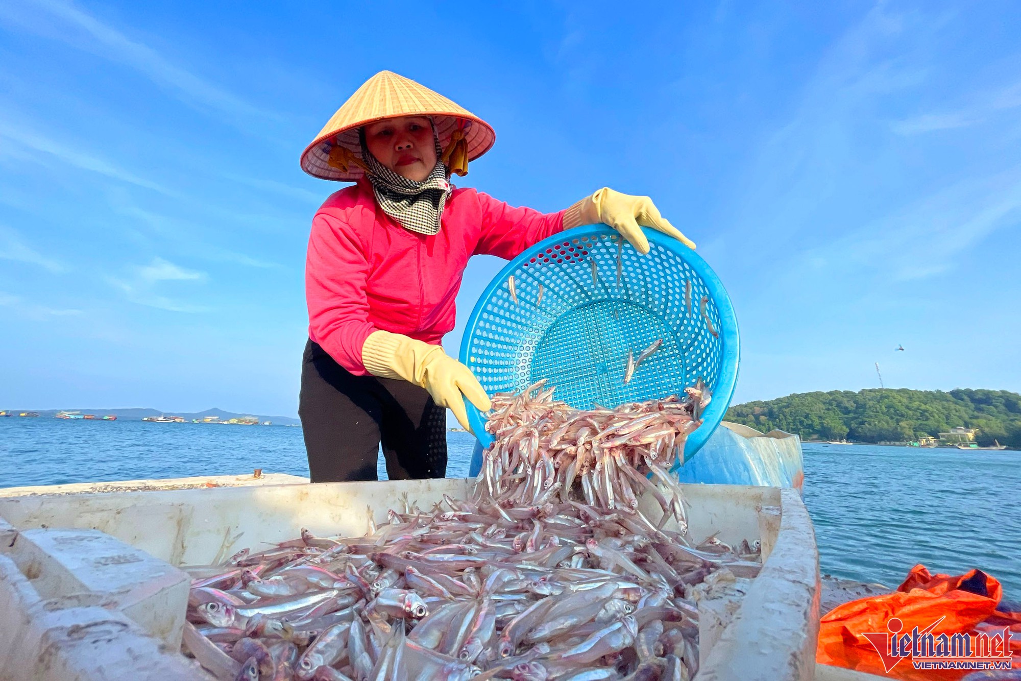 Mùa cá cơm trên đảo Thanh Lân, mỗi ngày thu hàng chục triệu đồng - Ảnh 3.