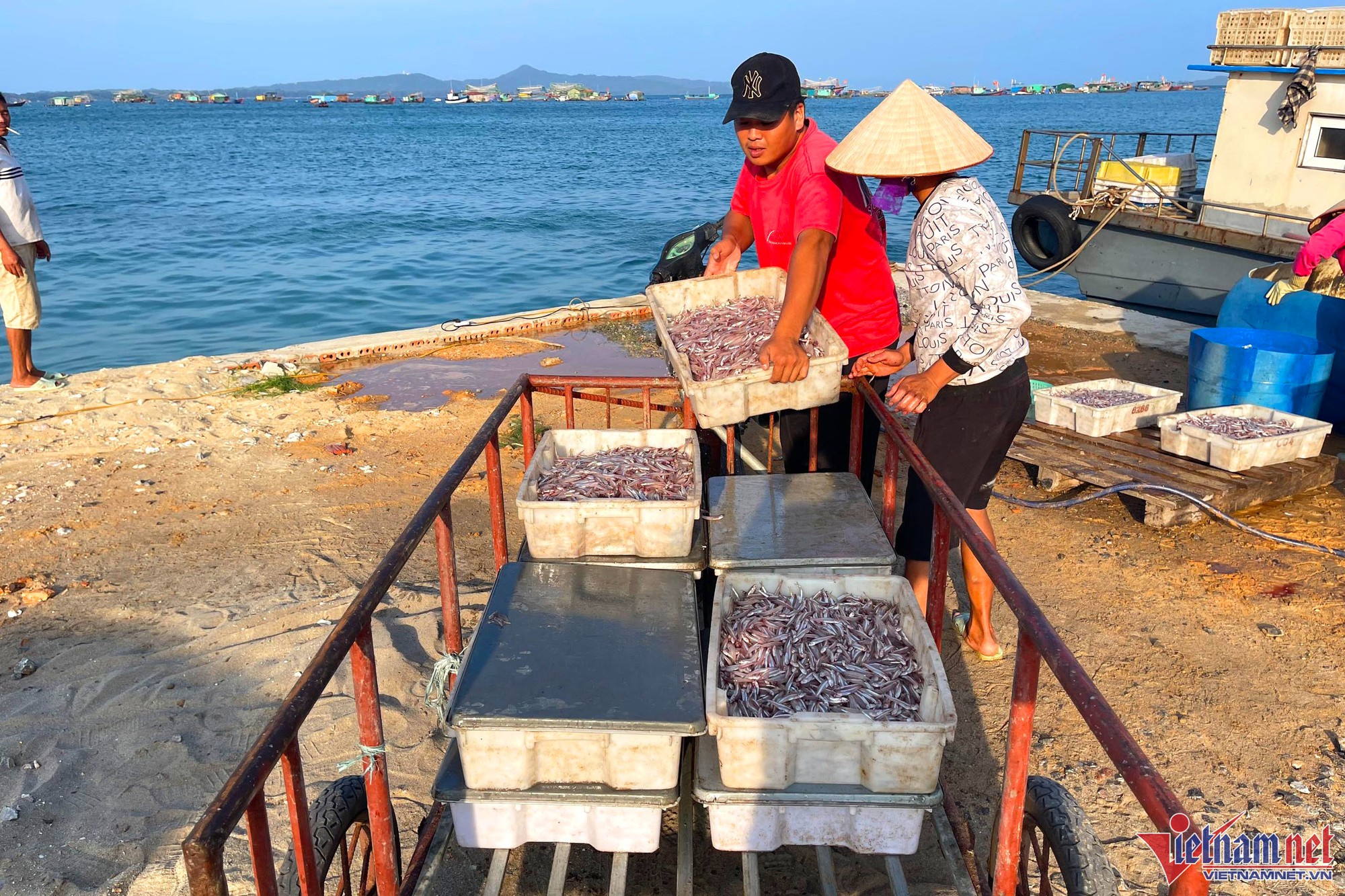 Mùa cá cơm trên đảo Thanh Lân, mỗi ngày thu hàng chục triệu đồng - Ảnh 5.