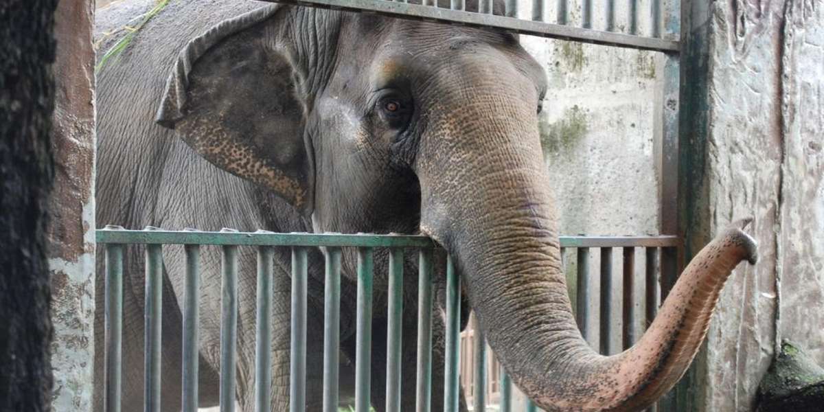 Câu chuyện về chú voi cô độc 40 năm ở Philippines, không ai bầu bạn - Ảnh 1.