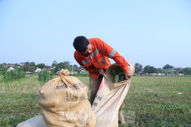 Dưa chuột vụ đông được mùa, trĩu quả, hái không kịp bán ảnh 4