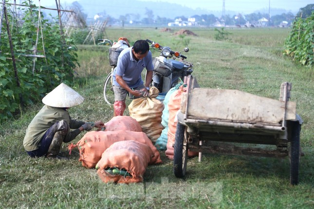 Dưa chuột vụ đông được mùa, trĩu quả, hái không kịp bán ảnh 6