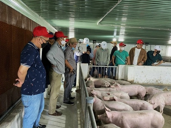 Thịt lợn Nhật Bản về Việt Nam giá 2,5 triệu đồng/kg, dành cho giới nhà giàu - Ảnh 2.