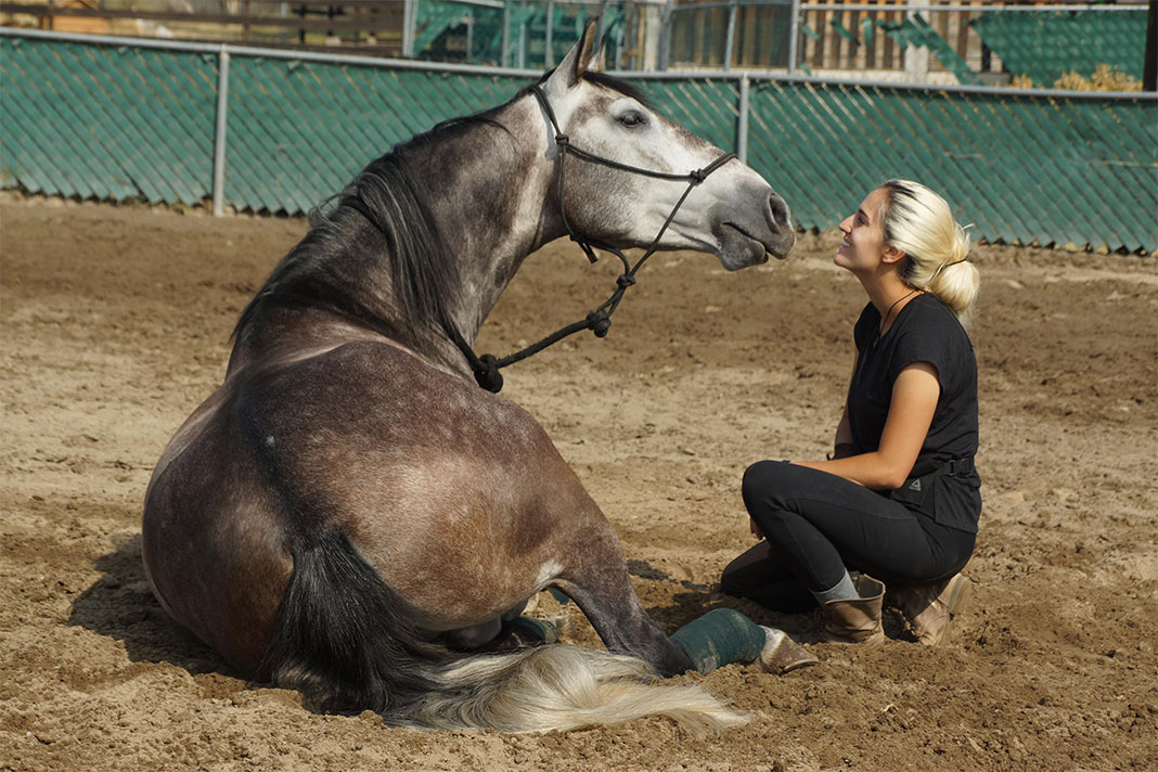 liberty-dressage-16672843901641704930102-1667358108489-16673581089031679773664.jpg