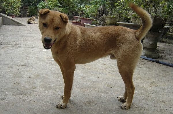 Tranh cãi chuyện mua bán chó, hai cụ già U80 dùng dao để 