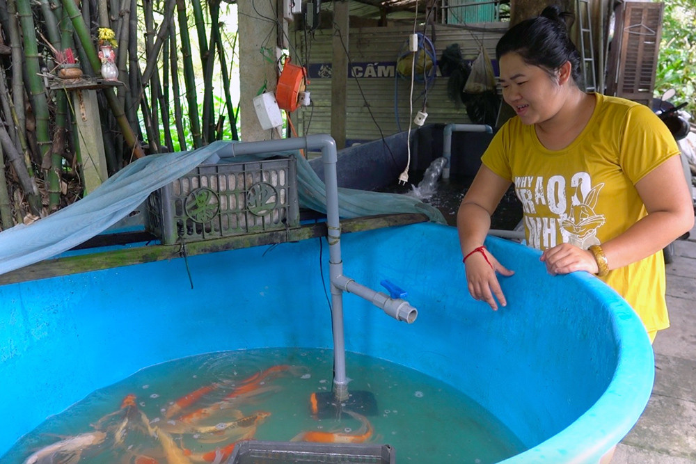 Cô cử nhân Cần Thơ về quê nuôi cá Koi, đút két bộn tiền mỗi năm - Ảnh 2.