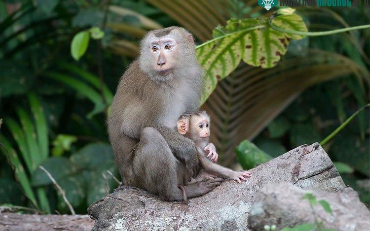 Cá thể khỉ quý hiếm được người dân cứu và thả về tự nhiên