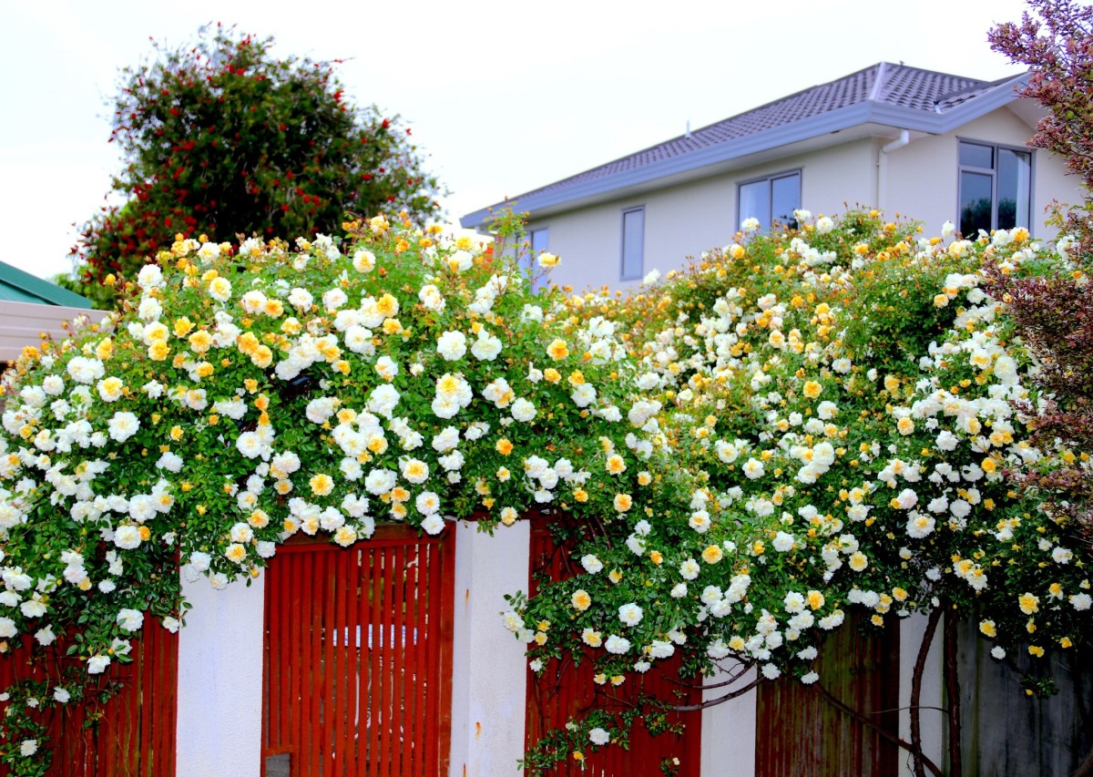 Ngôi nhà bốn mùa nở hoa của mẹ Việt ở New Zealand - Ảnh 3.
