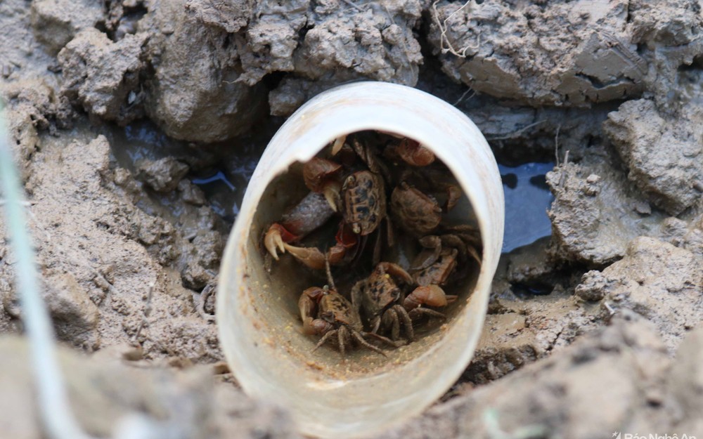 Độc chi&ecirc;u săn lo&agrave;i nhiều ch&acirc;n chạy nhanh như gi&oacute;