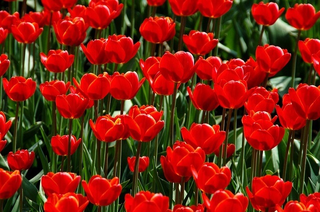 Thiên tình sử đẫm nước mắt và những loài hoa đỏ đẹp quyến rũ lạ lùng nhưng không được trưng nơi tôn nghiêm trong nhà - Ảnh 9.