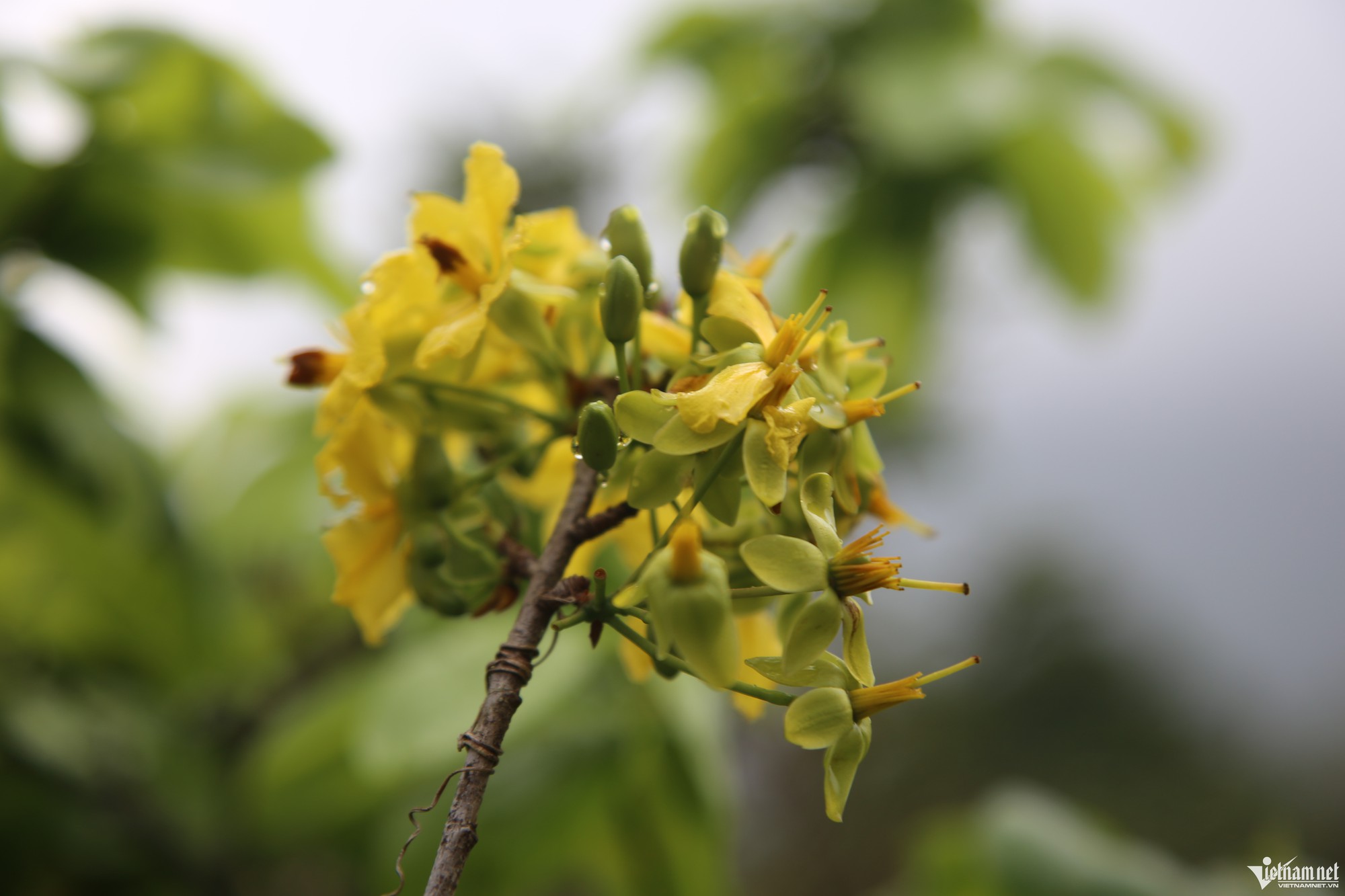 Mai v&agrave;ng 5 c&aacute;nh nở rộ, n&ocirc;ng d&acirc;n mong Tết nhanh về - Ảnh 7.