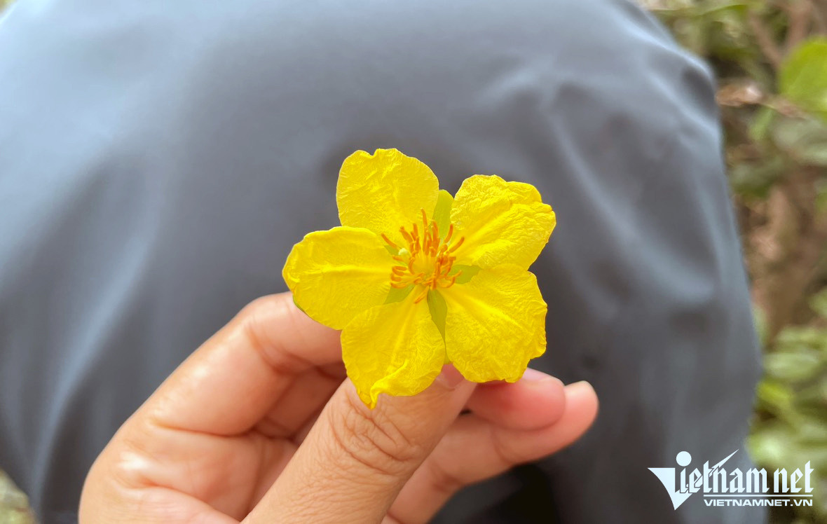 Mai v&agrave;ng 5 c&aacute;nh nở rộ, n&ocirc;ng d&acirc;n mong Tết nhanh về - Ảnh 2.