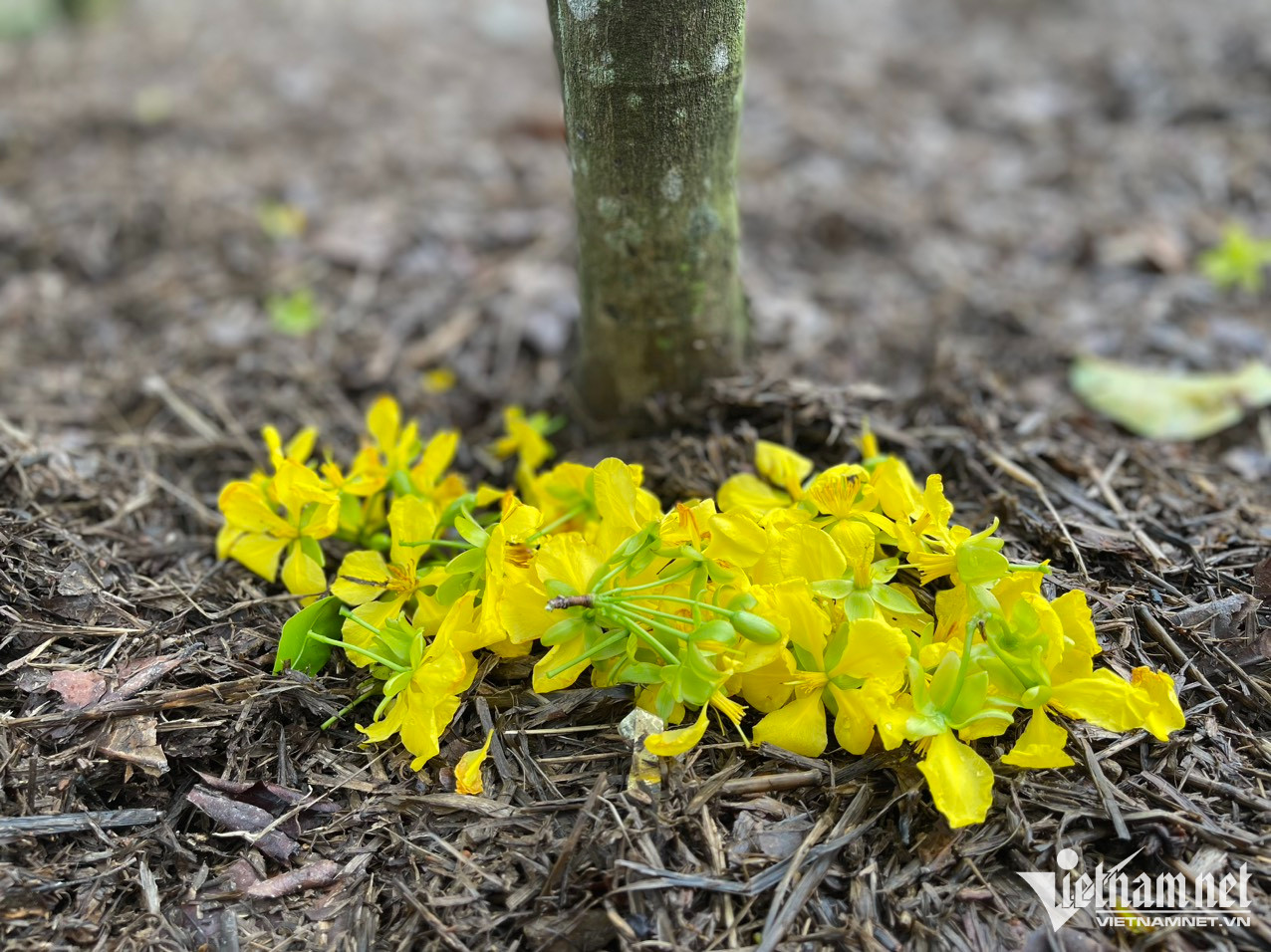 Mai v&agrave;ng 5 c&aacute;nh nở rộ, n&ocirc;ng d&acirc;n mong Tết nhanh về - Ảnh 8.