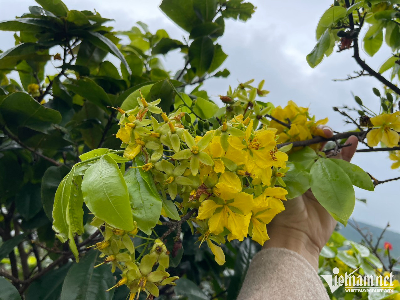 Mai v&agrave;ng 5 c&aacute;nh nở rộ, n&ocirc;ng d&acirc;n mong Tết nhanh về - Ảnh 5.