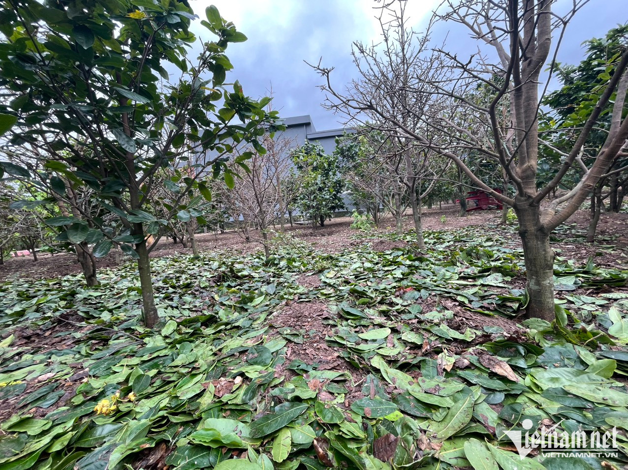 Mai v&agrave;ng 5 c&aacute;nh nở rộ, n&ocirc;ng d&acirc;n mong Tết nhanh về - Ảnh 3.