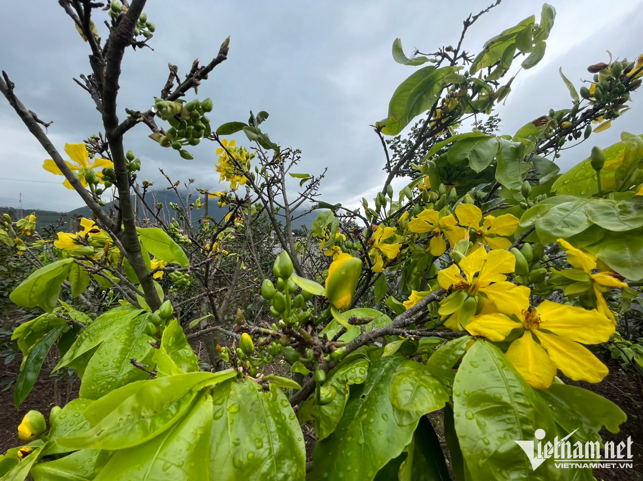 Mai v&agrave;ng 5 c&aacute;nh nở rộ, n&ocirc;ng d&acirc;n mong Tết nhanh về - Ảnh 6.