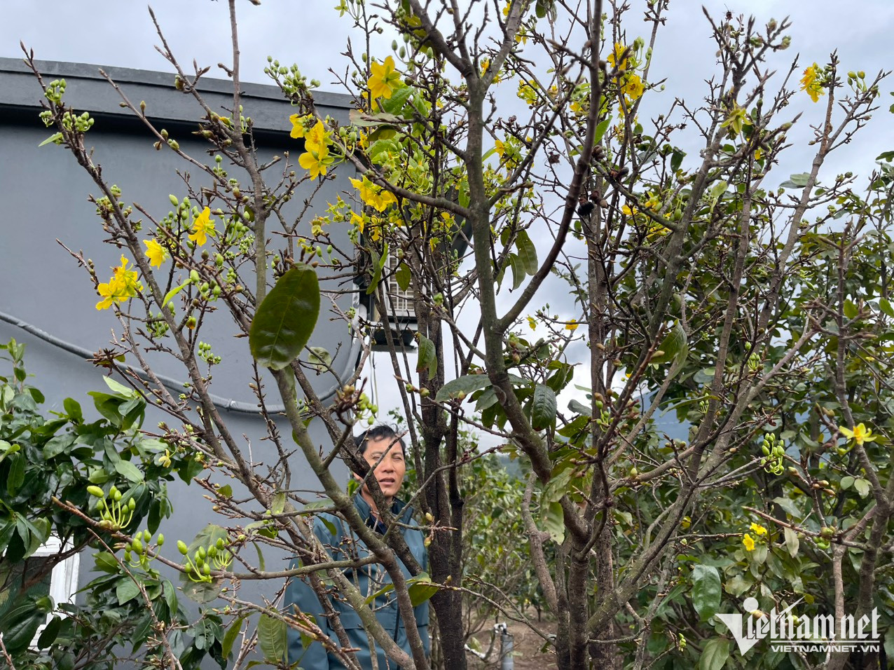 Mai v&agrave;ng 5 c&aacute;nh nở rộ, n&ocirc;ng d&acirc;n mong Tết nhanh về - Ảnh 4.