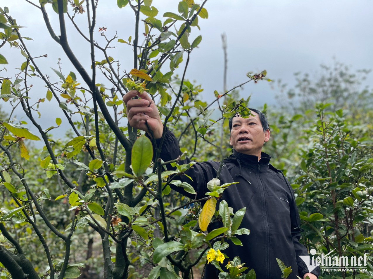 Mai vàng 5 cánh nở rộ, nông dân mong Tết nhanh về - Ảnh 10.