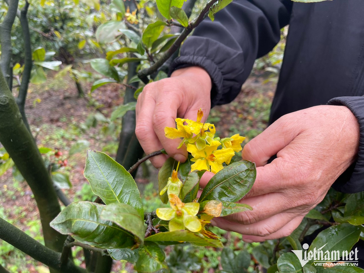 Mai vàng 5 cánh nở rộ, nông dân mong Tết nhanh về - Ảnh 9.