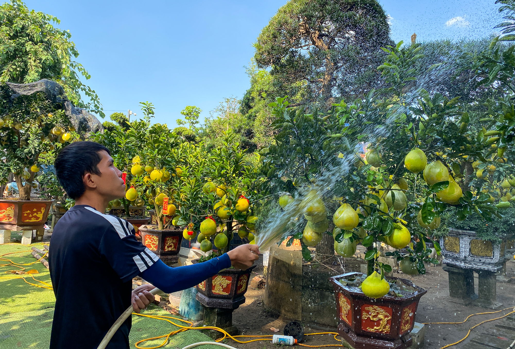 Bưởi Diễn vượt nghìn km vào TP.HCM, nhiều người dân nhanh chân đặt mua sớm chơi Tết - Ảnh 3.