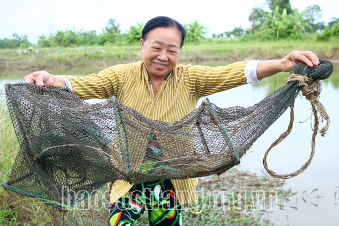 Nuôi cua kiểu gì mà bẫy lên toàn con to bự, bán 300.000 đồng/kg? - Ảnh 1.