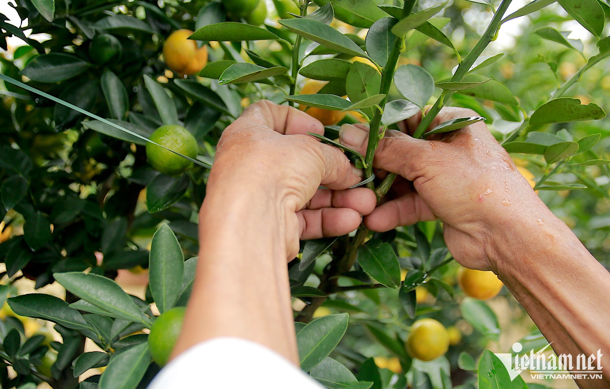 Quất được giá, nông dân chờ thu hàng trăm triệu dịp Tết - Ảnh 3.