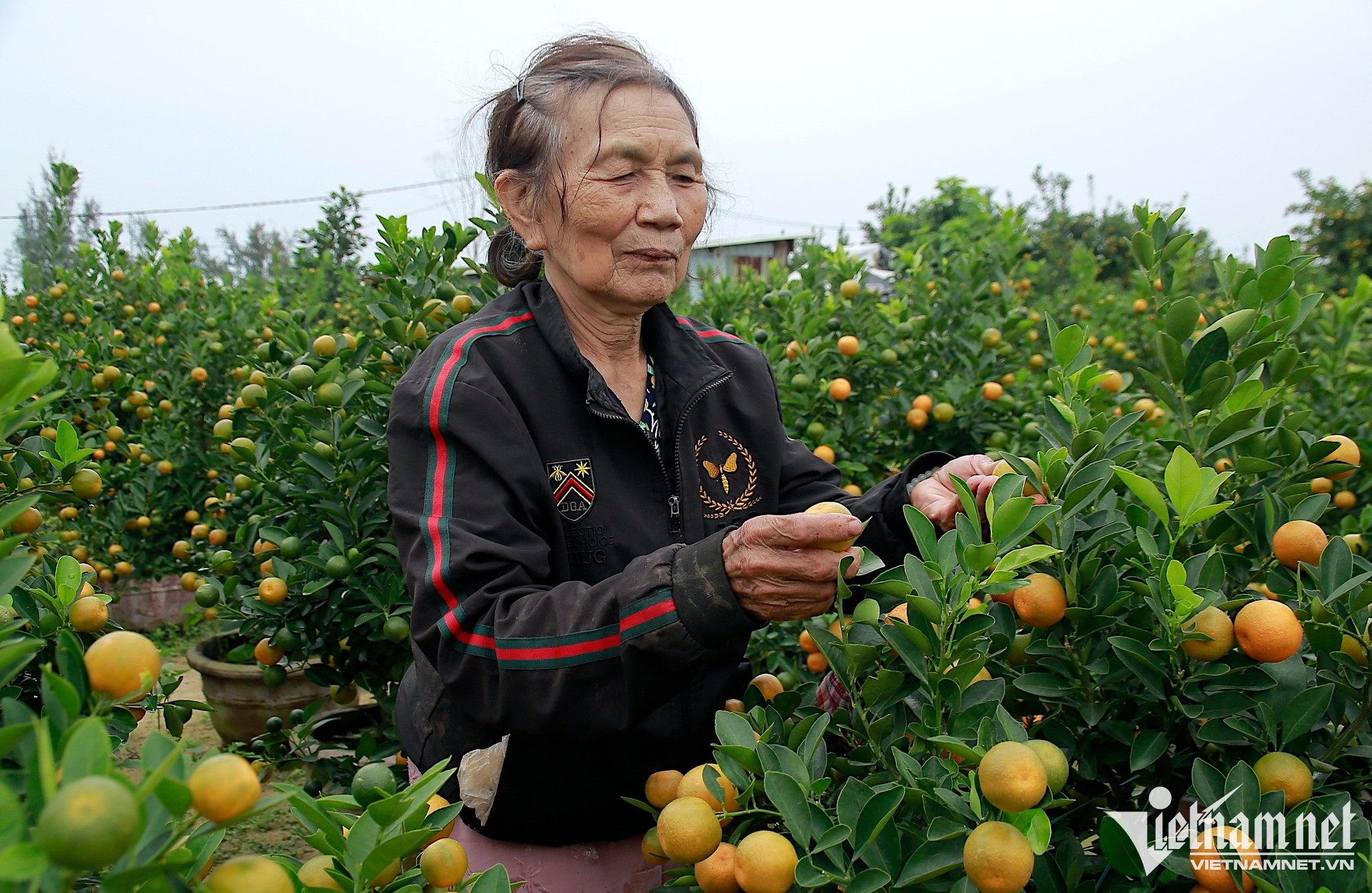 Quất được giá, nông dân chờ thu hàng trăm triệu dịp Tết - Ảnh 4.