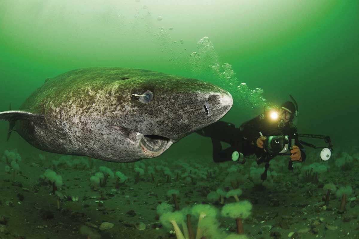 greenland-shark-large-1200x800-1671238987370405235260-1671331741738-1671331742490575137348.jpg