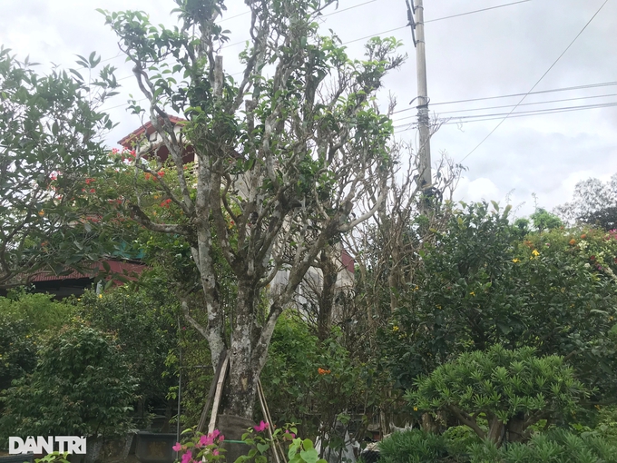 Loại c&acirc;y l&aacute; ch&aacute;t thường d&ugrave;ng để uống trở th&agrave;nh c&acirc;y cảnh được săn l&ugrave;ng - Ảnh 1.