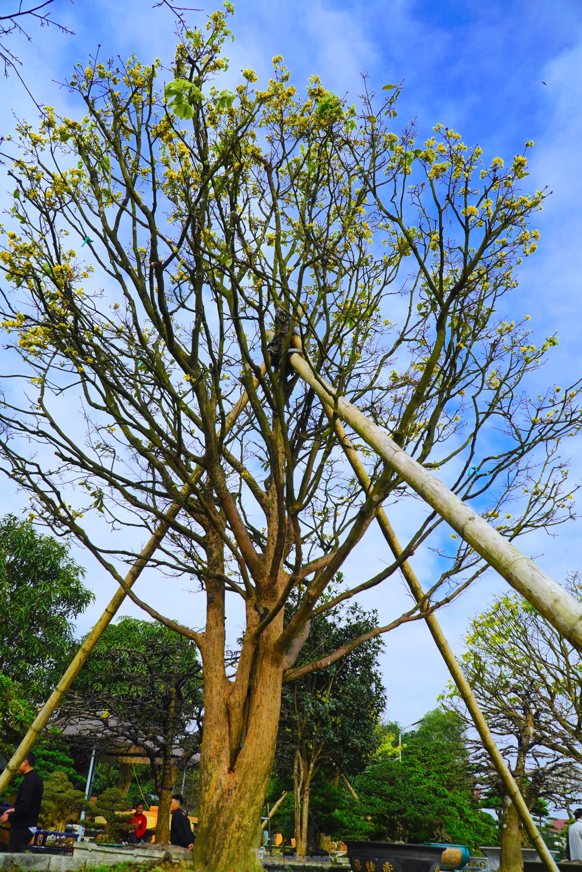 Cụ mai trăm tuổi độc lạ cao 6m, gi&aacute; hơn 1 tỷ đồng - Ảnh 7.