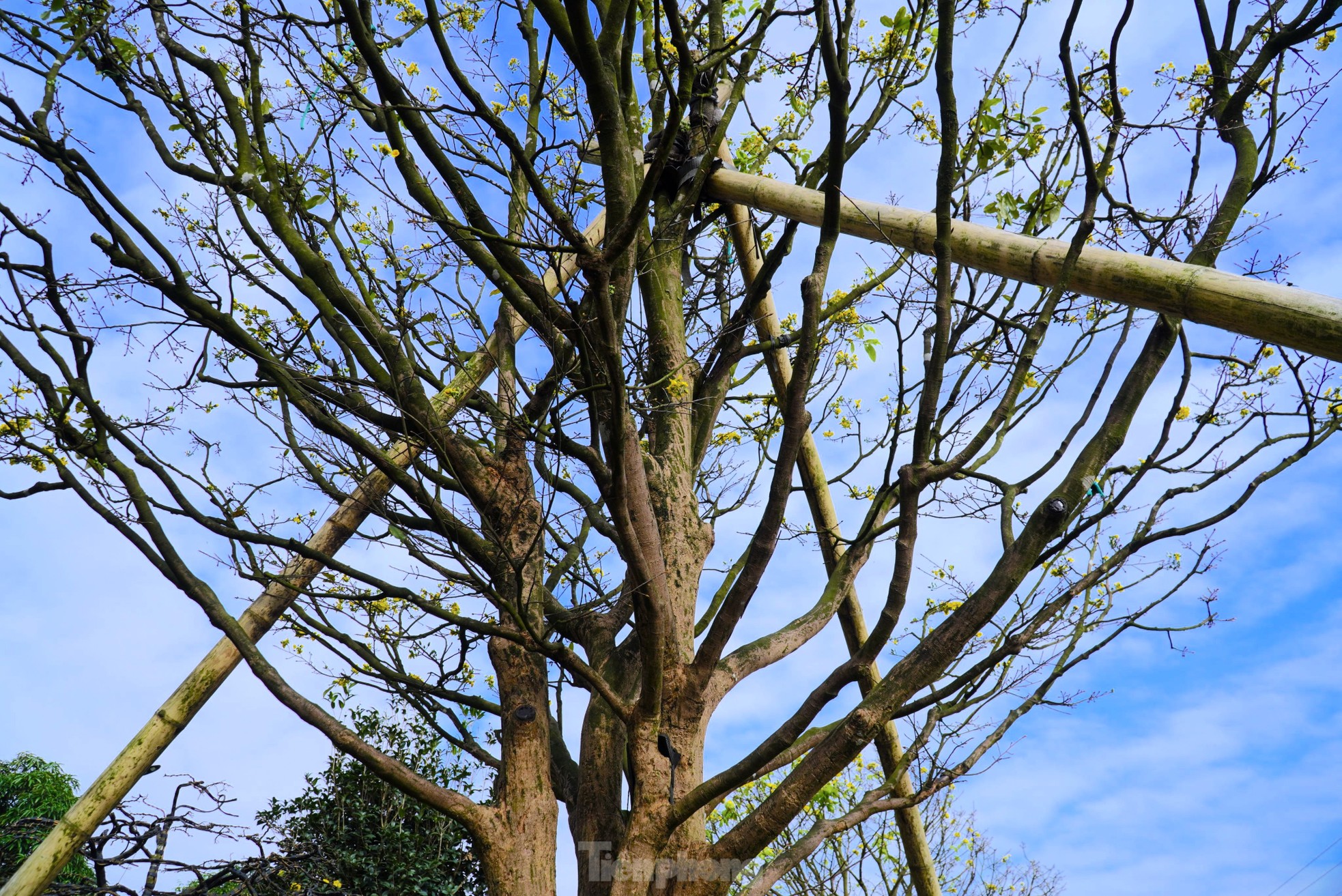 Cụ mai trăm tuổi độc lạ cao 6m, gi&aacute; hơn 1 tỷ đồng - Ảnh 5.