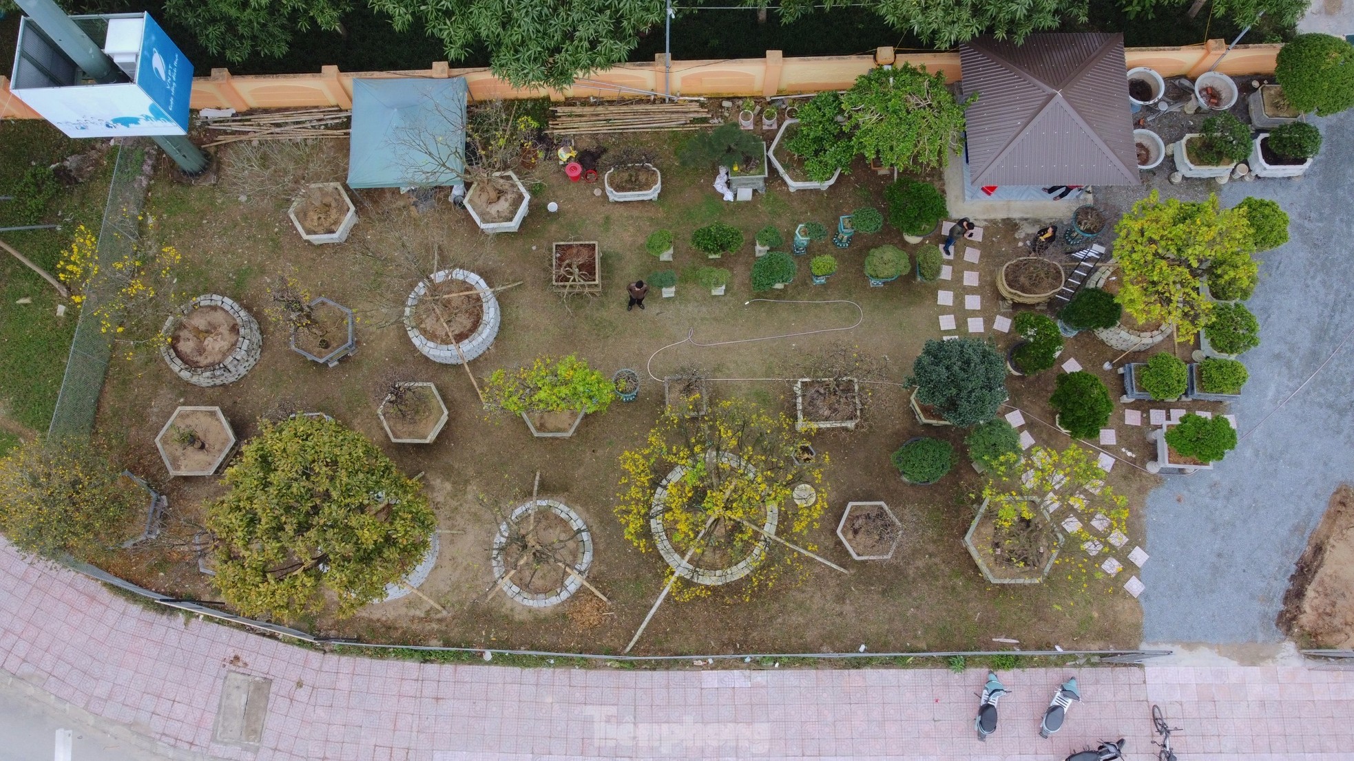 Cụ mai trăm tuổi độc lạ cao 6m, gi&aacute; hơn 1 tỷ đồng - Ảnh 1.